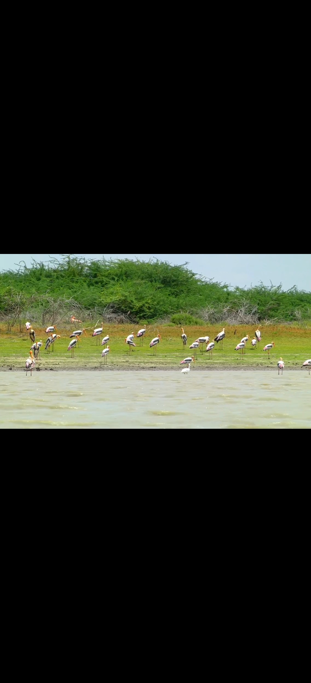 விருதுநகர் மாவட்டம் வெம்பக்கோட்டை நீர்த்தேக்க அணையில் குவிந்து வரும் வெளிநாட்டு பறவைகள் கண்களுக்கு விருந்தளிக்கிறது....