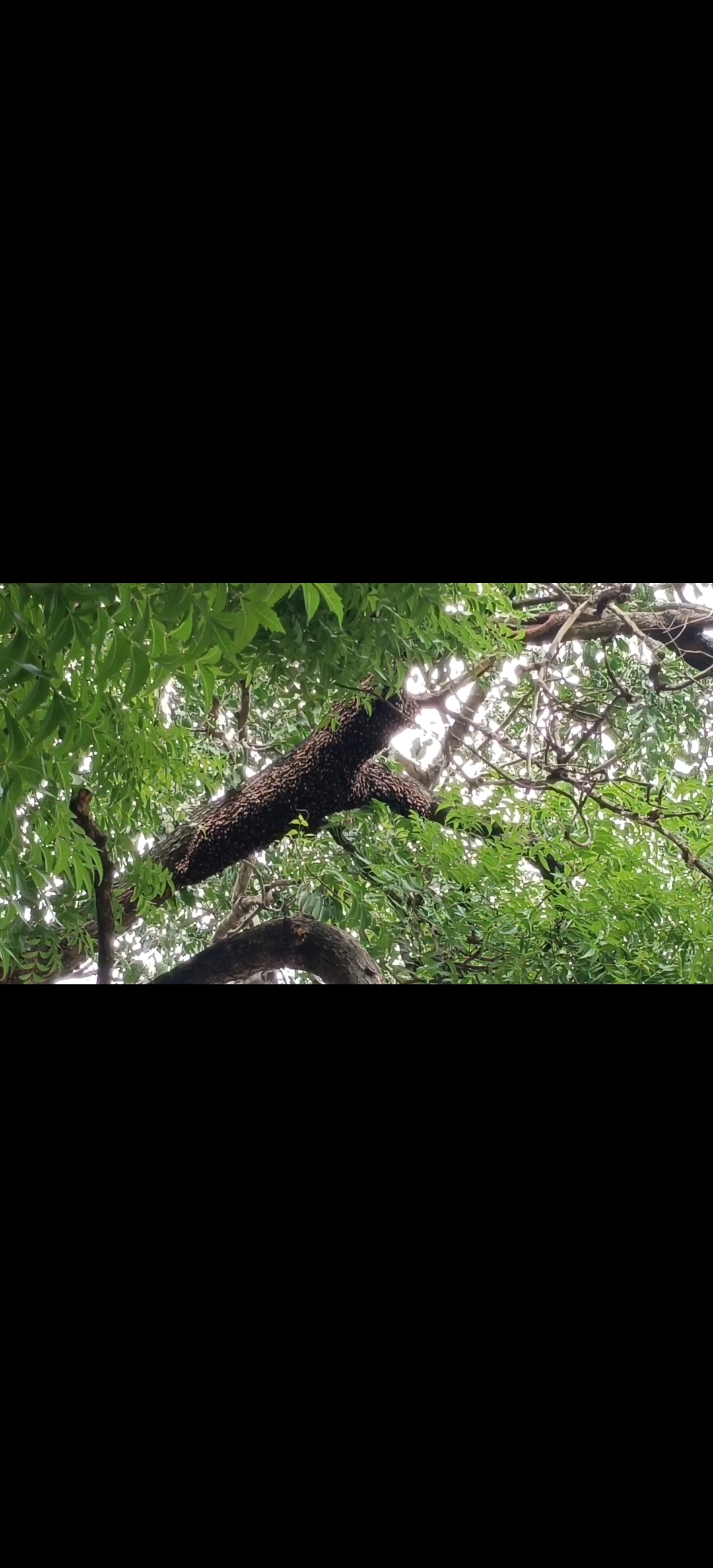 சதுரகிரி கோவில் பாதை: கதண்டு குளவி கூட்டால் பக்தர்கள் அச்சம் - அகற்றுமாறு வனத்துறைக்கு கோரிக்கை