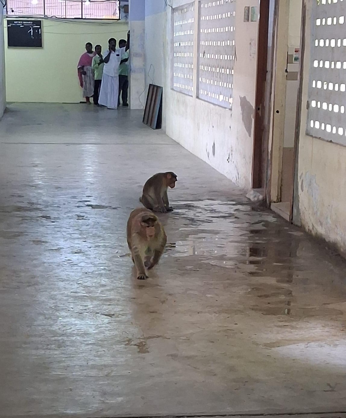 பழைய ஆட்சியர் அலுவலகத்தில் குரங்குகள் அச்சுறுத்தல்: வனத்துறைக்கு ஊழியர்கள், பொதுமக்கள் கோரிக்கை