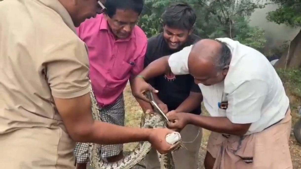 மீன்பிடி வலையில் சிக்கி தவித்த மலைப்பாம்பு பத்திரமாக மீட்பு: ஏர்வாடி அருகே பரபரப்பு