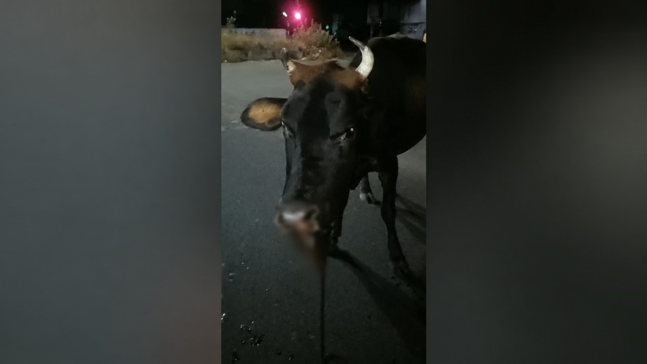 சினைமாட்டின் வாயை சிதைத்த கைத்திரி வெடிகுண்டு!
