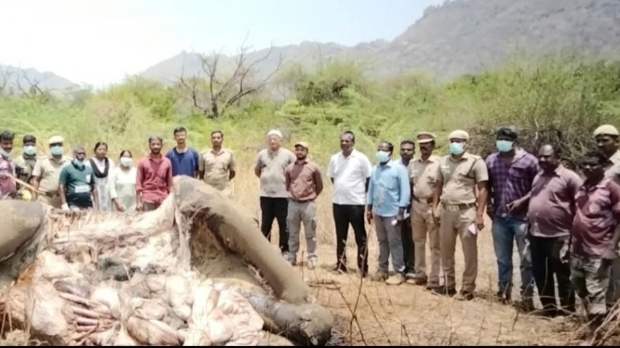 வறட்சி காரணமாக கோயிலாறு அணைப்பகுதியில் யானை உயிரிழப்பு? – வனத்துறையினர் விசாரணை