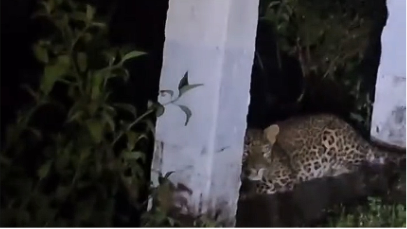 Leopard roams the road! Tourists urged to be cautious