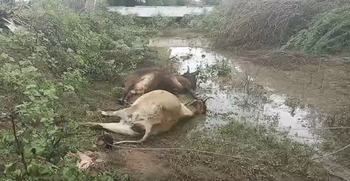 மின்சாரம் தாக்கி 2 பசுக்கள் உயிரிழப்பு - மின்வாரியம் மீது பொதுமக்கள் புகார்