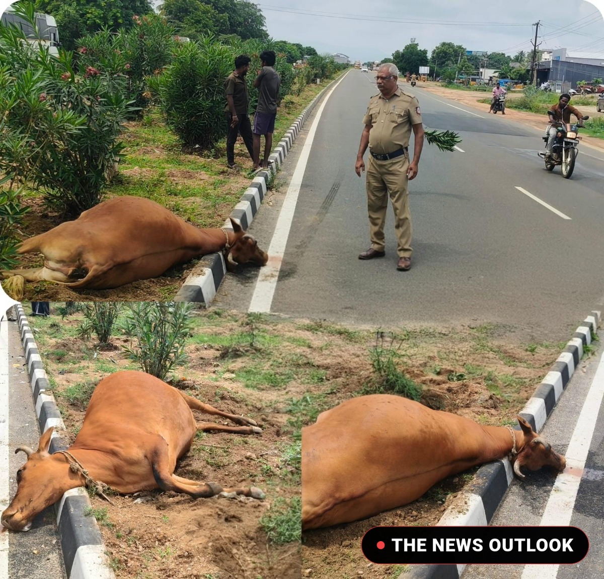 வேன் மோதி பசு பலி: தாயின் உடலைத் தாங்கி கன்றுக்குட்டி கதறல்!