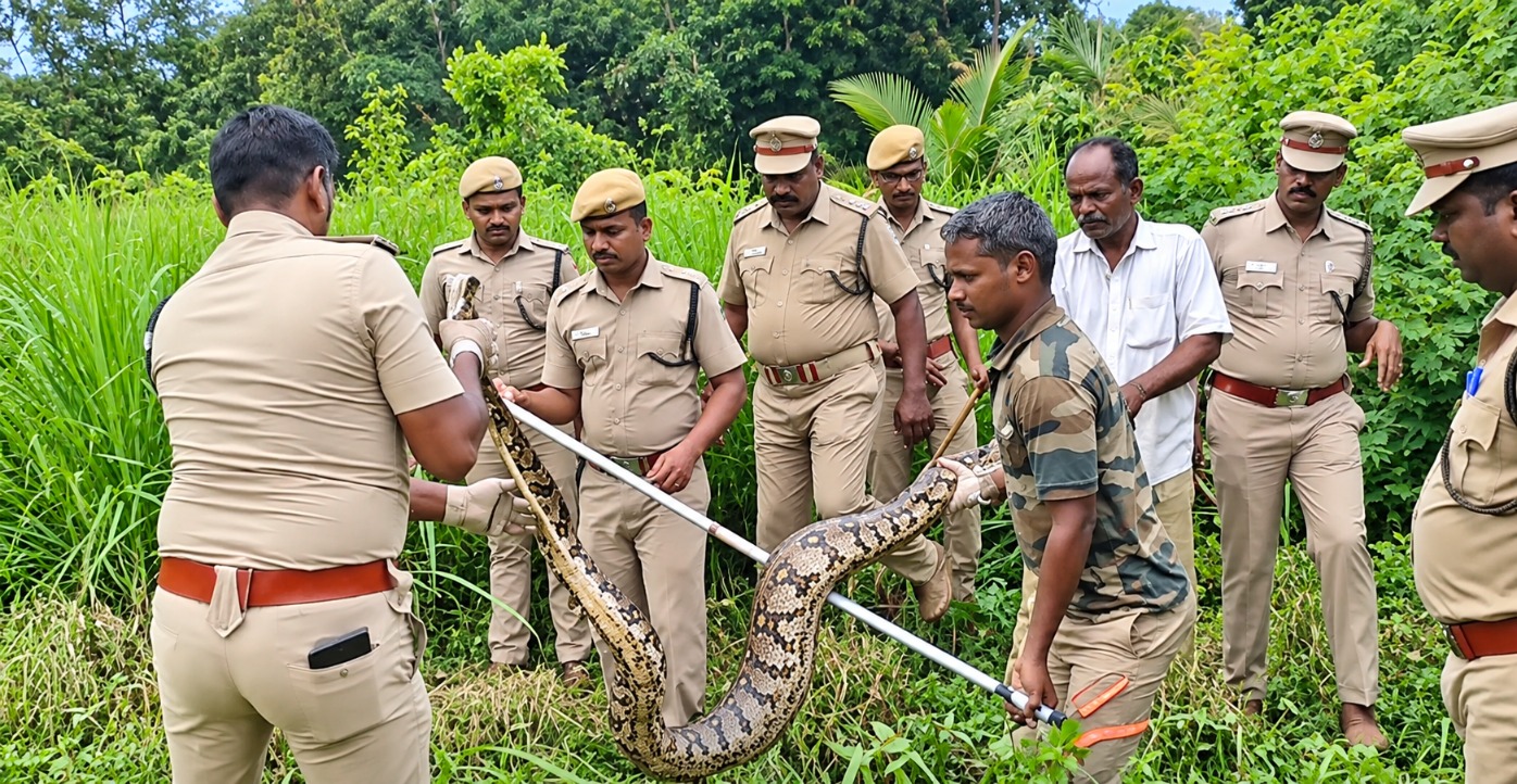 கோழியை விழுங்கிவிட்டு நகர முடியாமல் தவித்த 12 அடி மலைப்பாம்பு! வனத்துறையினர் அதிரடி மீட்பு!