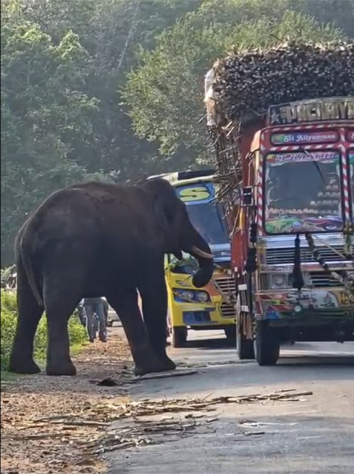 தாளவாடியா அருகே கரும்பு லாரியை வழிமறித்து கரும்பு கட்டை தூக்கிச் சென்ற யானை