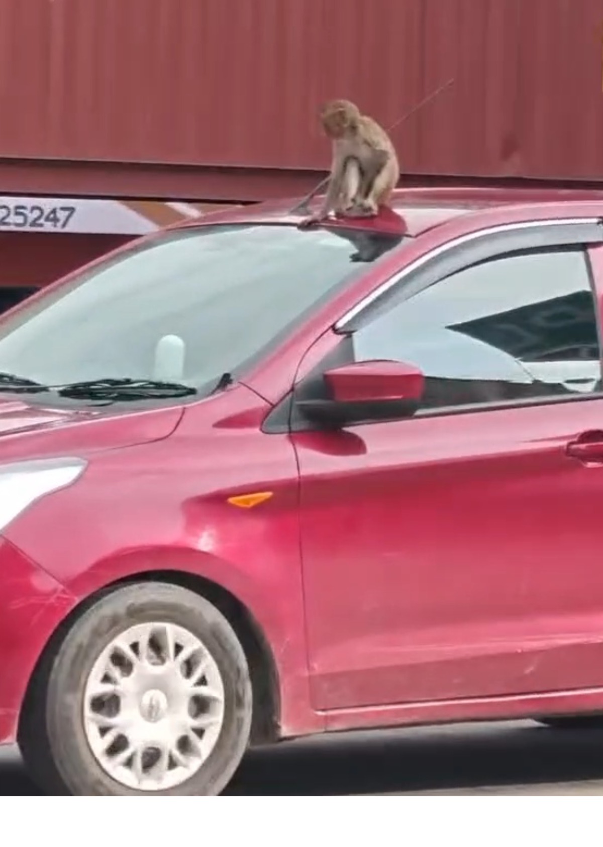 டிரைவருக்கு தெரியாமல் காரின் மேல் ஜாலியாக சவாரி செய்த குரங்கு! இணையத்தில் வைரலாகும் வீடியோ