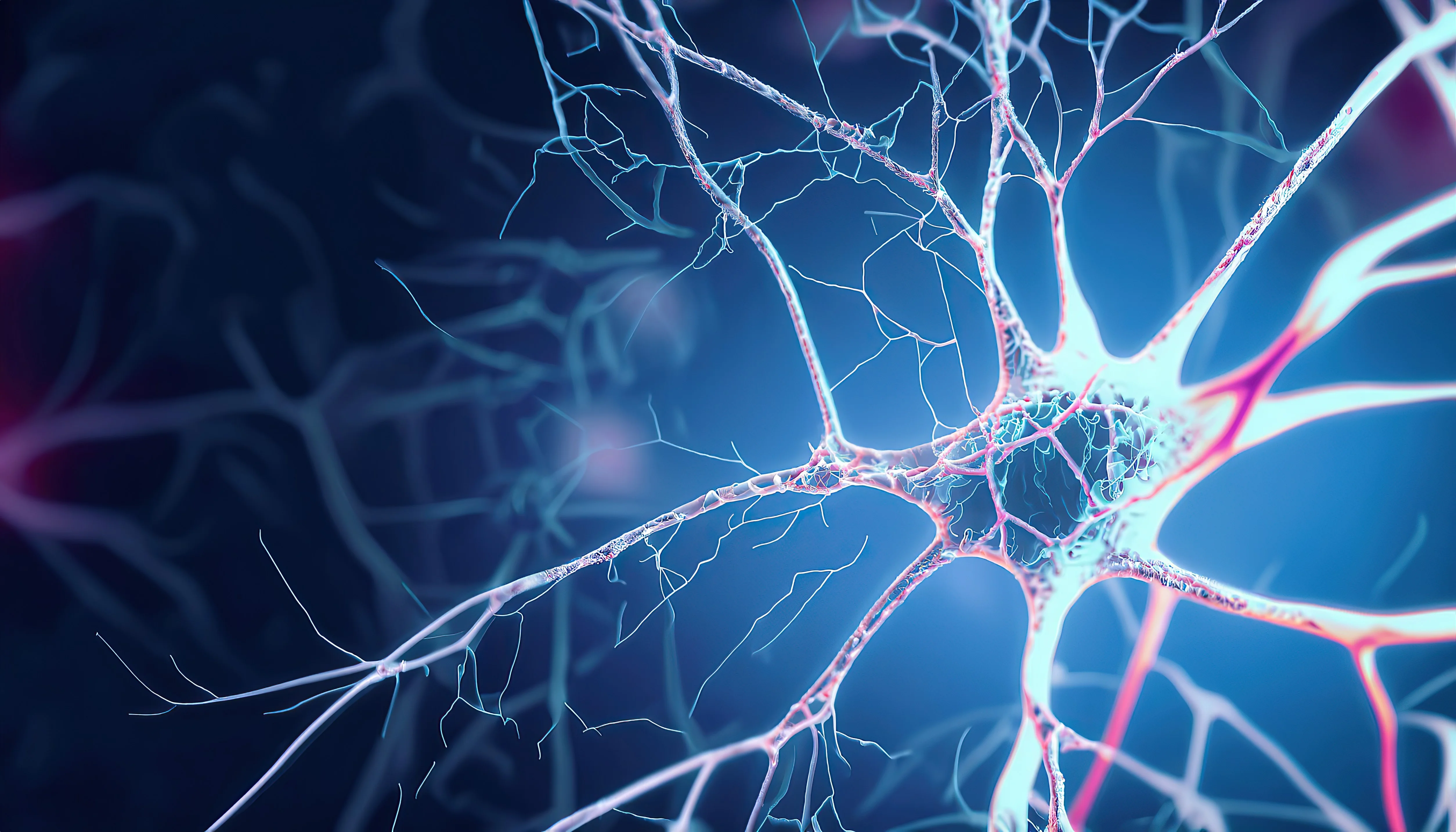Neuroplasticity 