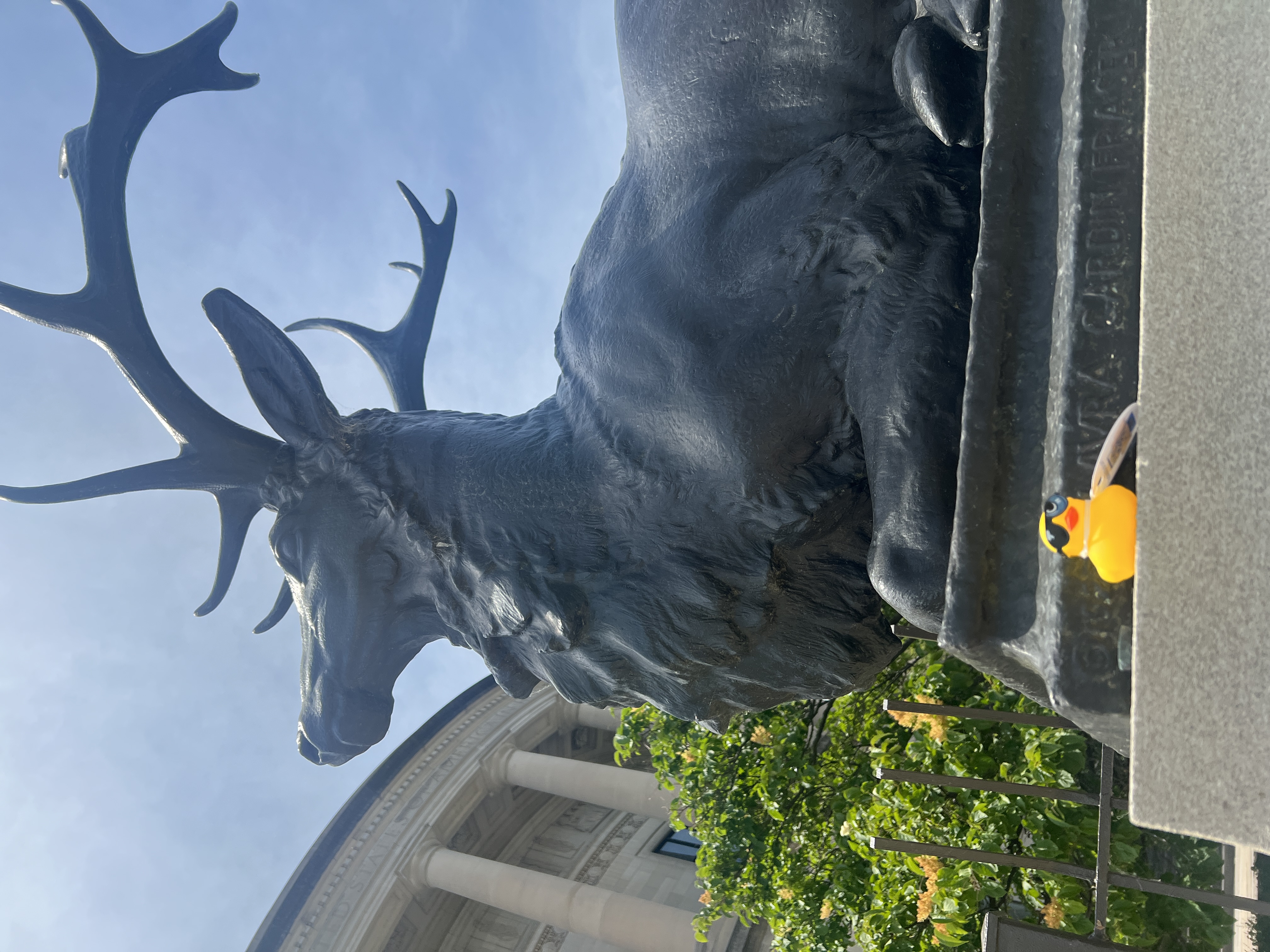 Shady Duck sighting: Emily O., Elks National Memorial, Chicago, IL