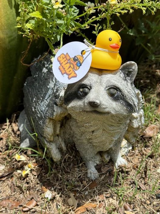 Shady Duck sighting: Shannon Linde, St. Augustine, FL