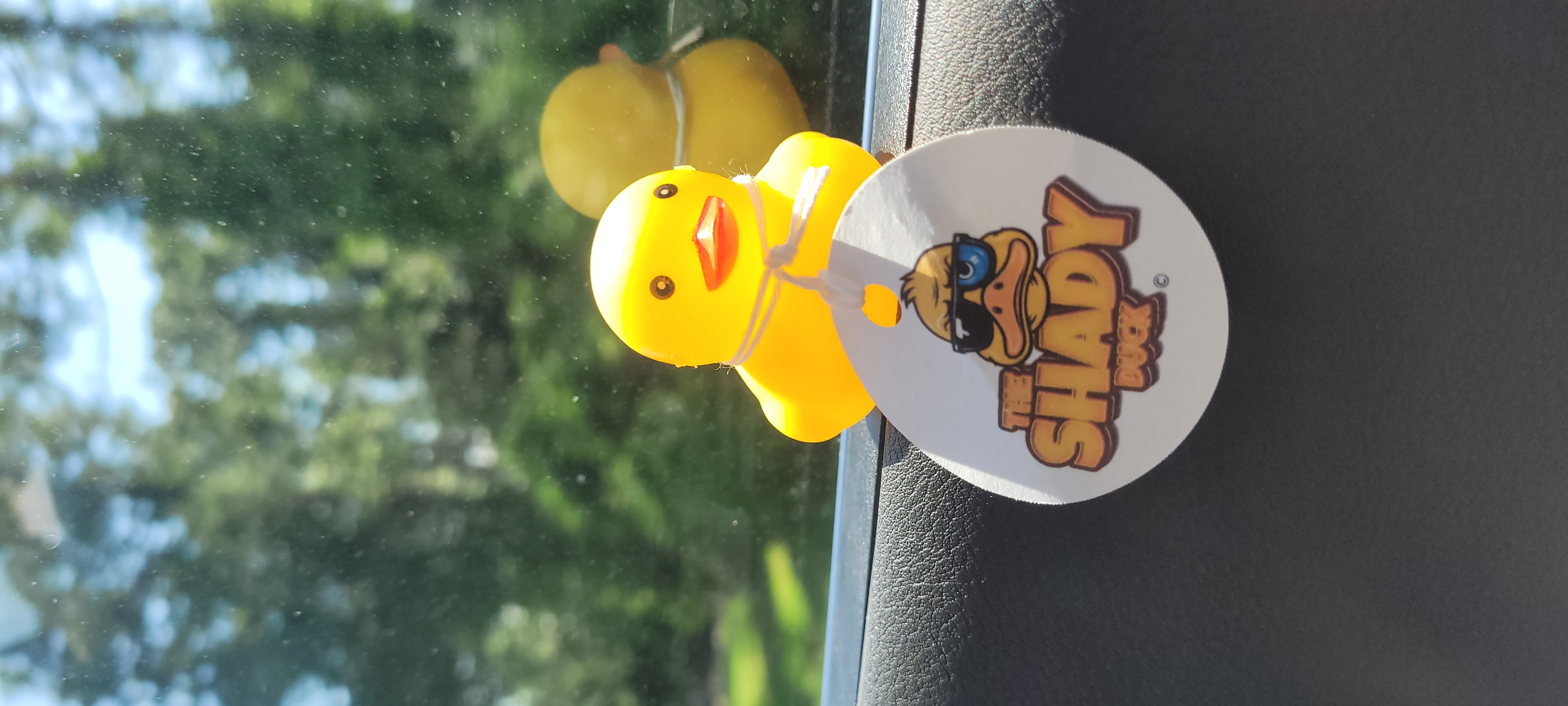 Shady Duck sighting: Jamillia Teasley, St. Augustine, FL
