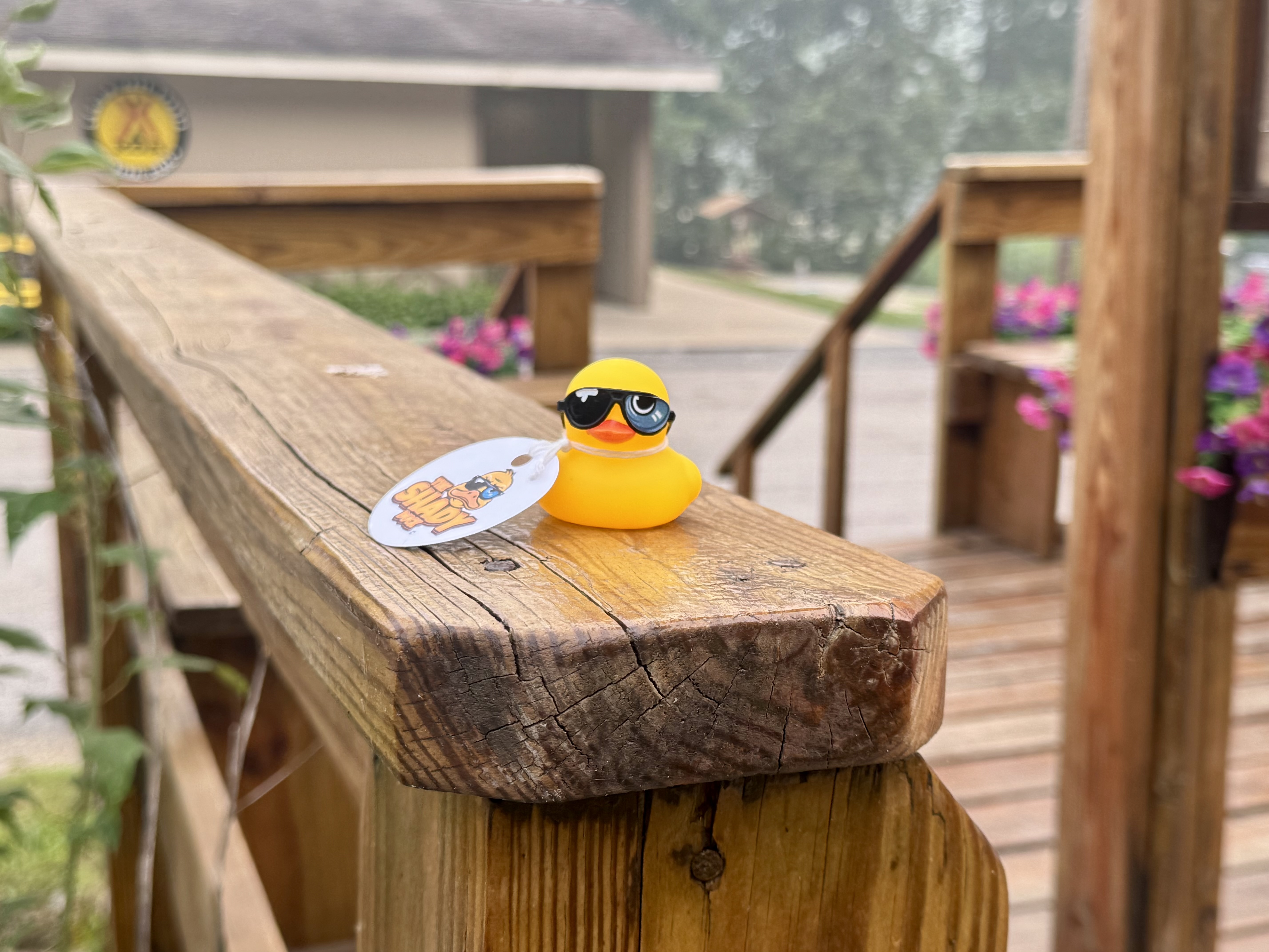 Shady Duck sighting: Dawn T., Canton, OH