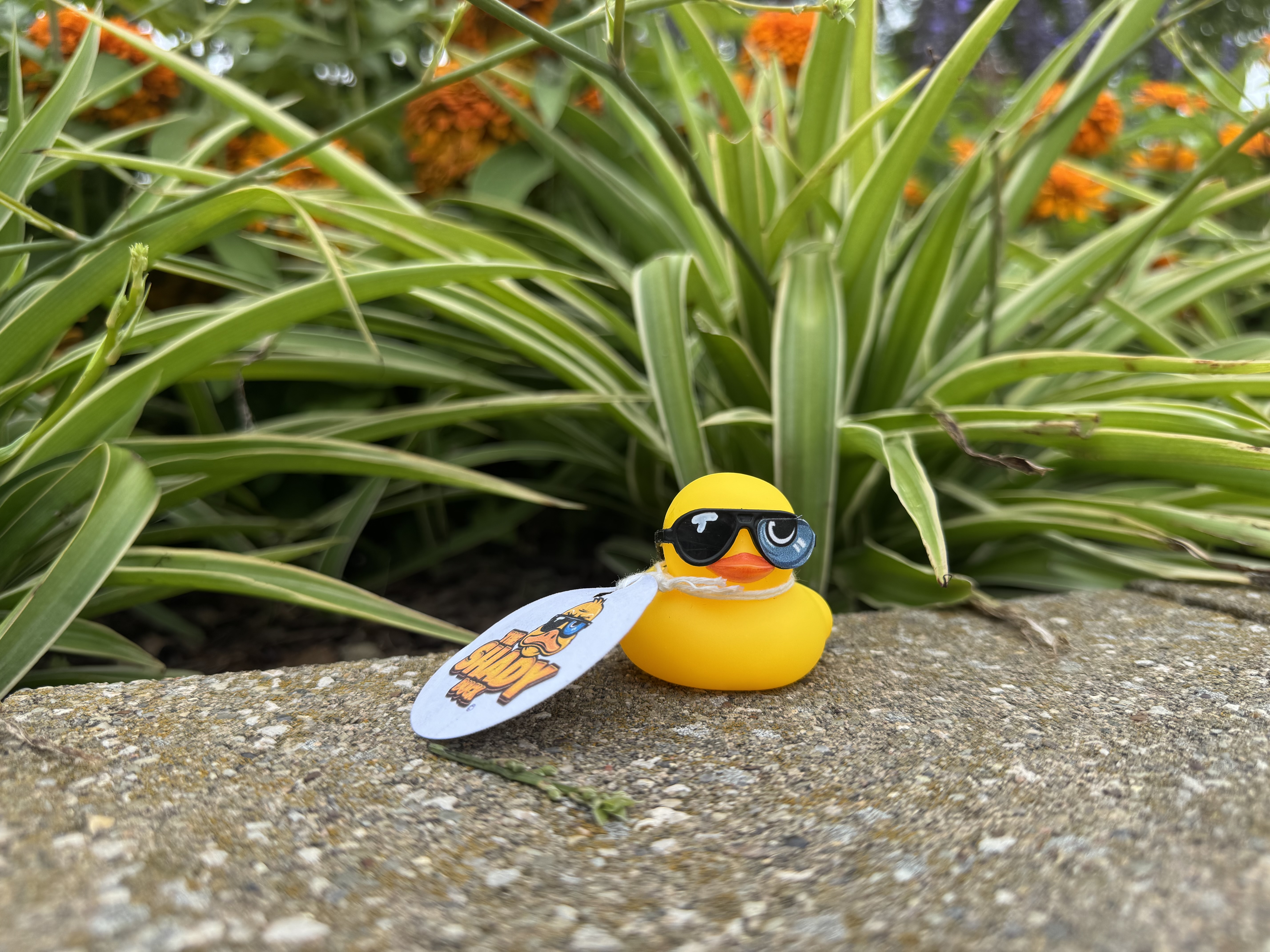 Shady Duck sighting: Patty T., Cedar Point