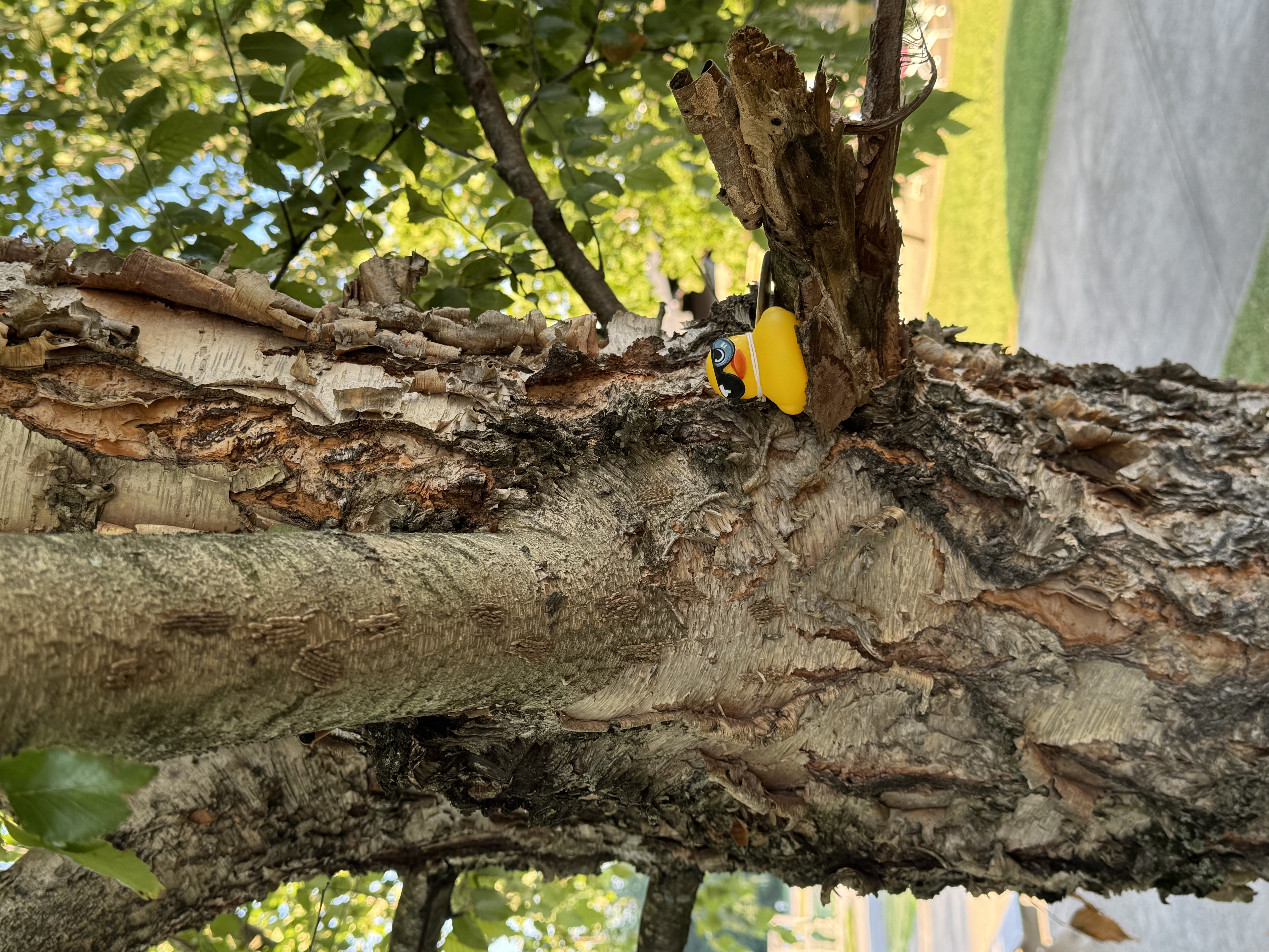 Shady Duck sighting: ELH, Florence, IN