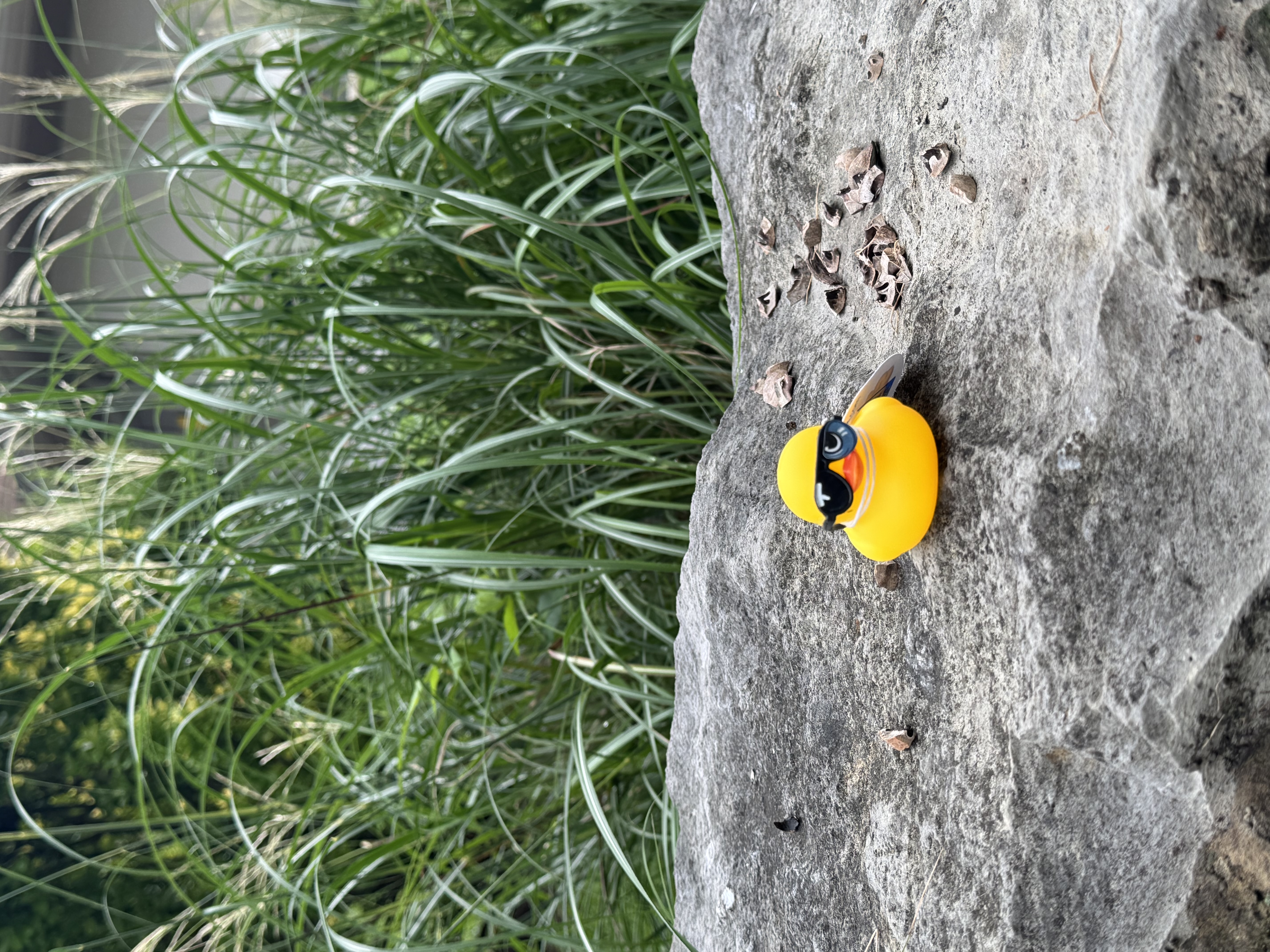 Shady Duck sighting: Someone, Trenton, GA