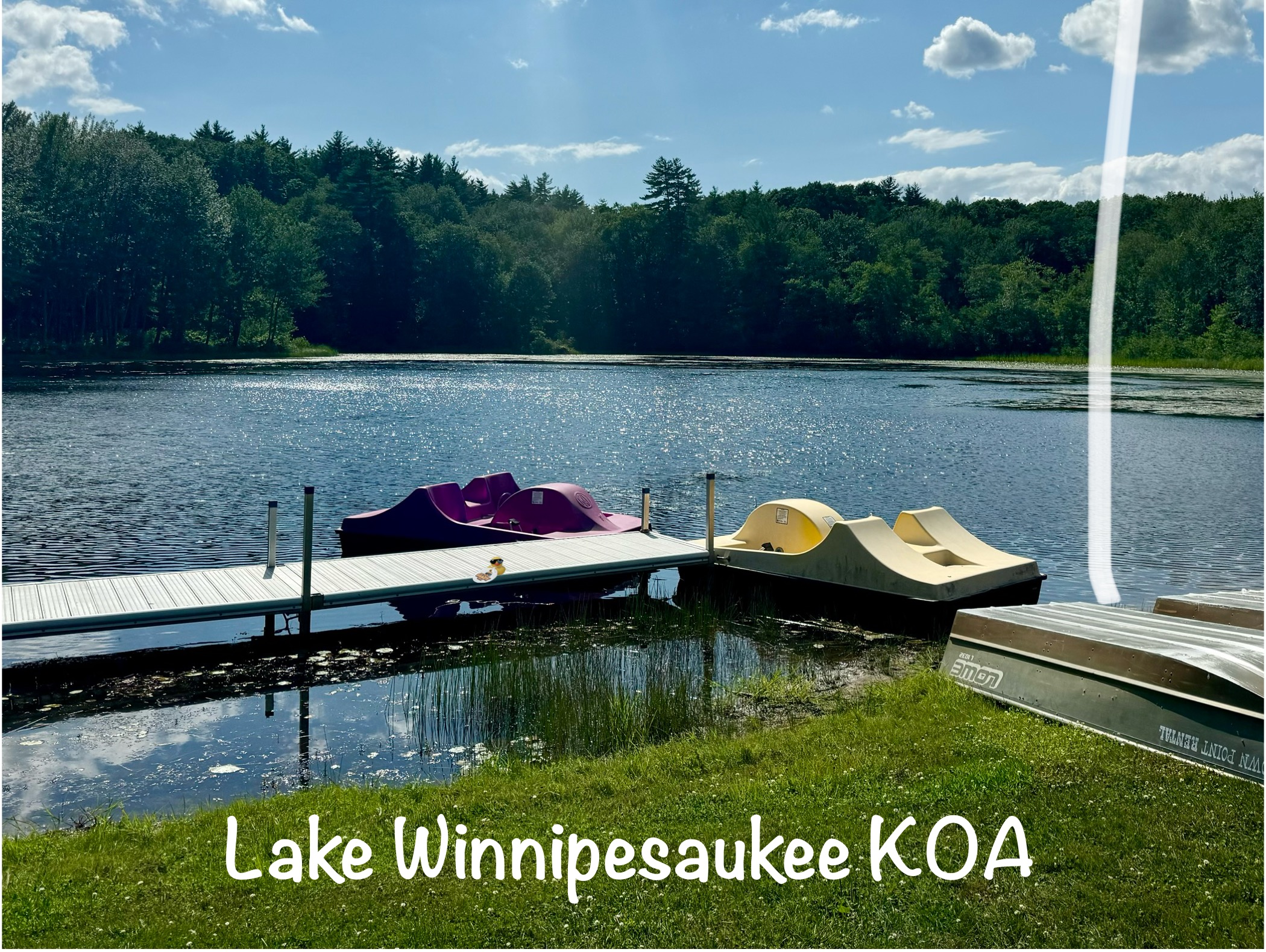 Shady Duck sighting: Kim Teeter, Lake Winnipesaukee KOA, NH