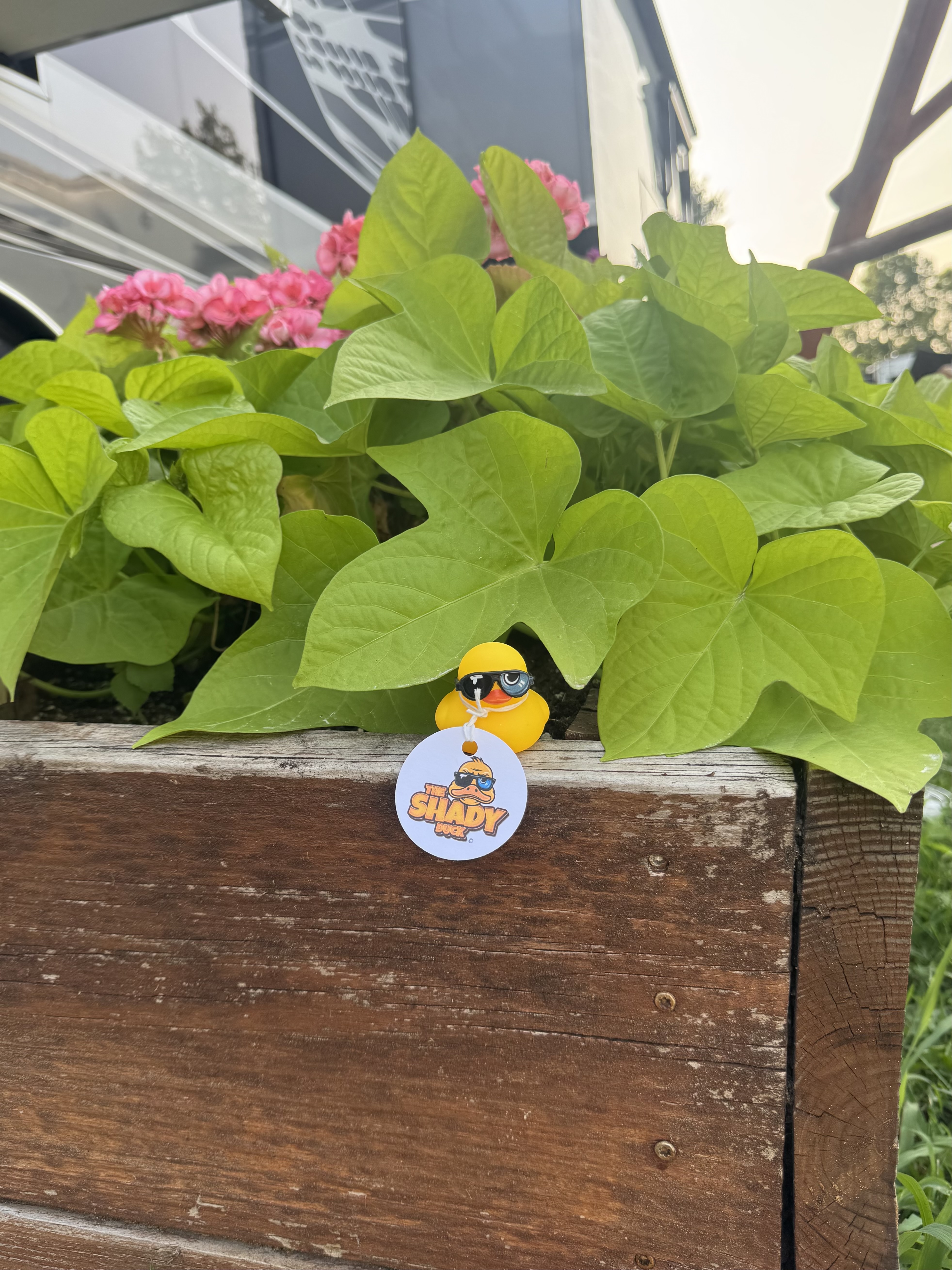 Shady Duck sighting: Holden S., Chicago Northwest KOA Holiday