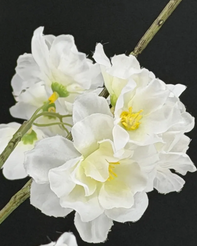 Livia detail van witte bloesem met groen hart en geel bloemcentrum