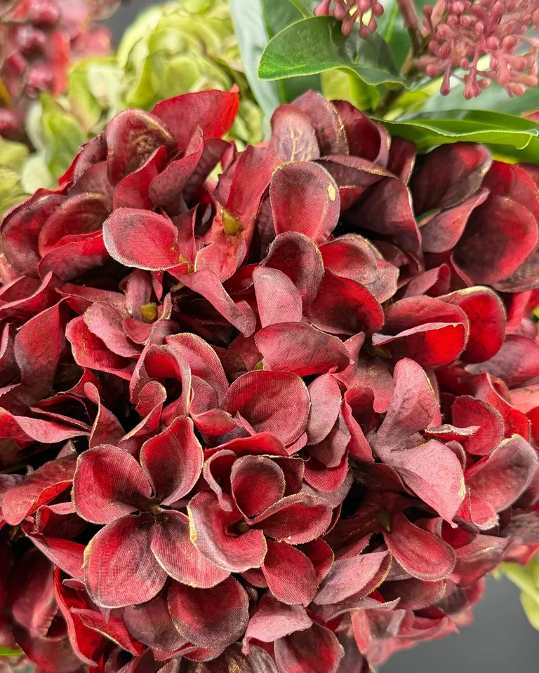 Close-up van bordeauxrode hortensia met fijne gouden bladrandjes.