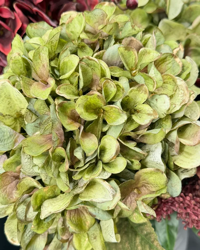 Close-up van groene hortensia met subtiele gouden bladrandjes.