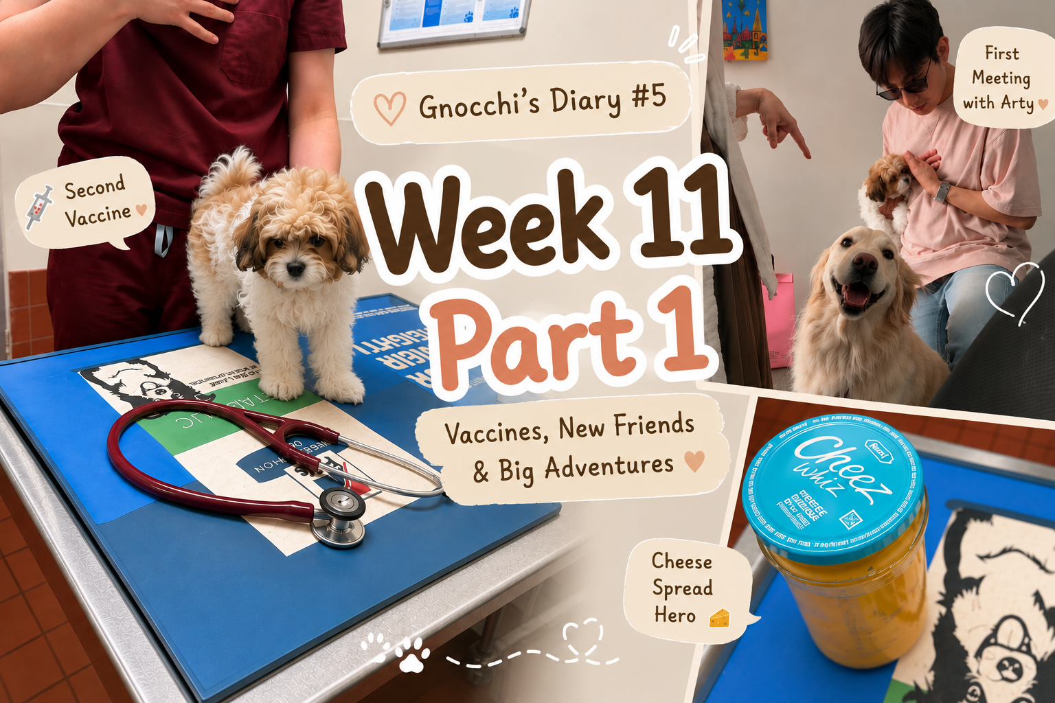 Image of 🤍 뇨끼 성장일기 #5  Part 1 🤍 Gnocchi's Growth Diary #5 Part 1 
