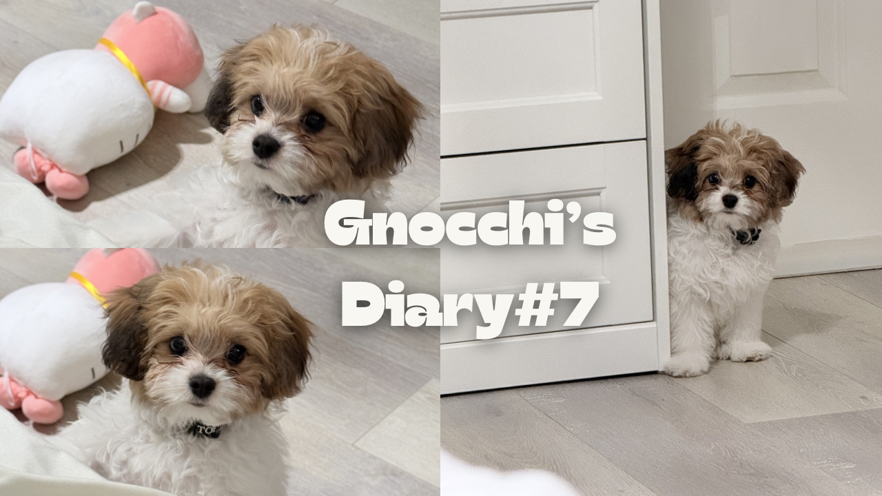 Image of 🤍 뇨끼 성장일기#7   (Weeks 13–14) 🤍 Gnocchi's Diary #7 When Playing Was More Important Than Eating 