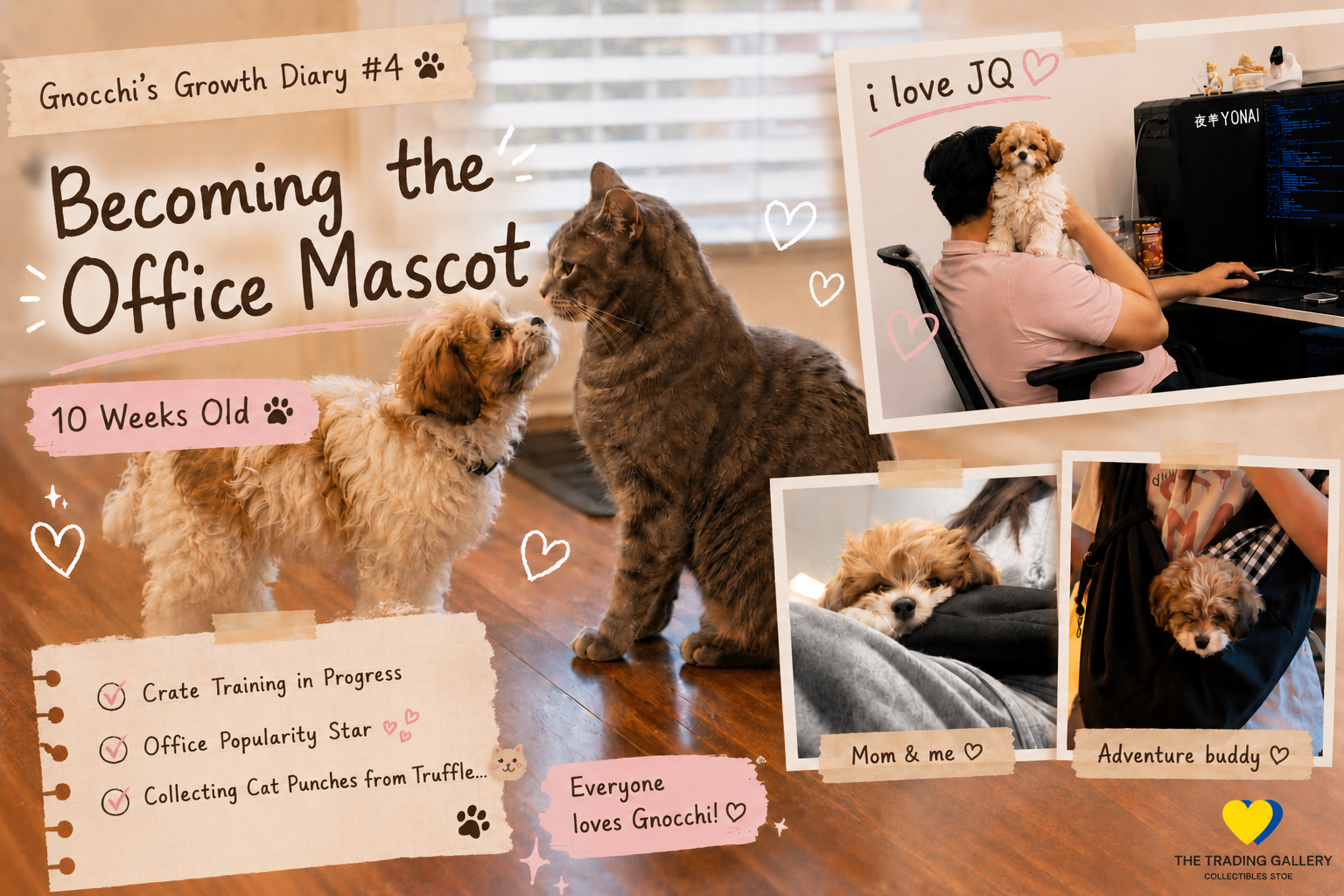 Image of 🤍 뇨끼 성장일기 #4 오피스 마스코트가 되어가는 중 (10주차) 🤍 Gnocchi's Growth Diary #4 Becoming the Office Mascot (10 Weeks Old)
