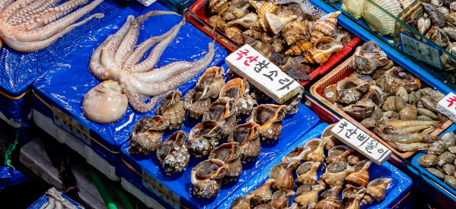 Still Moving on the Plate: The Strangest Seafood You Can Eat in Korea