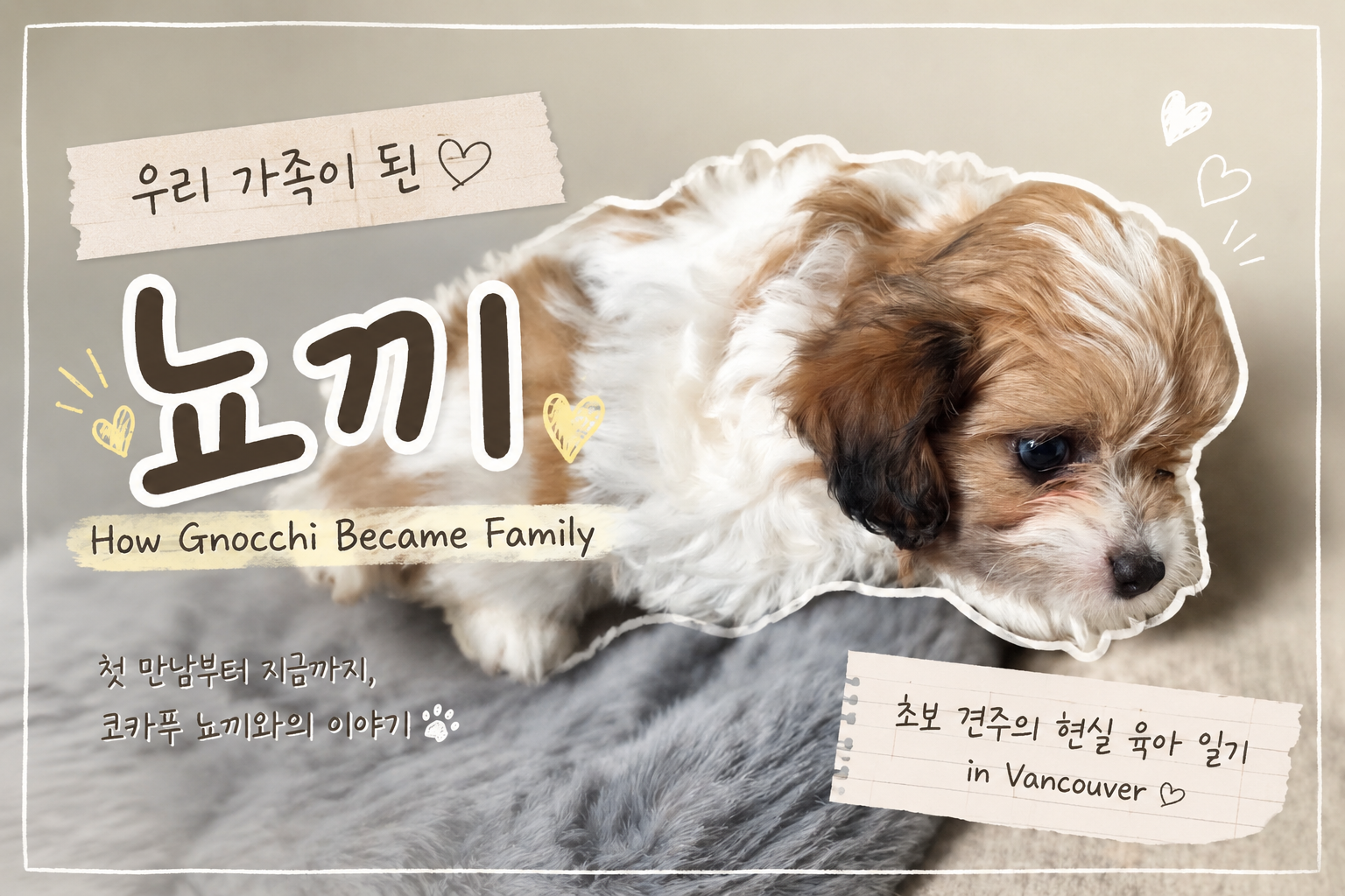 Image of 🤍 How Gnocchi Became Family (Part 2) 🤍 우리 가족이 된 뇨끼 (Part 2) 