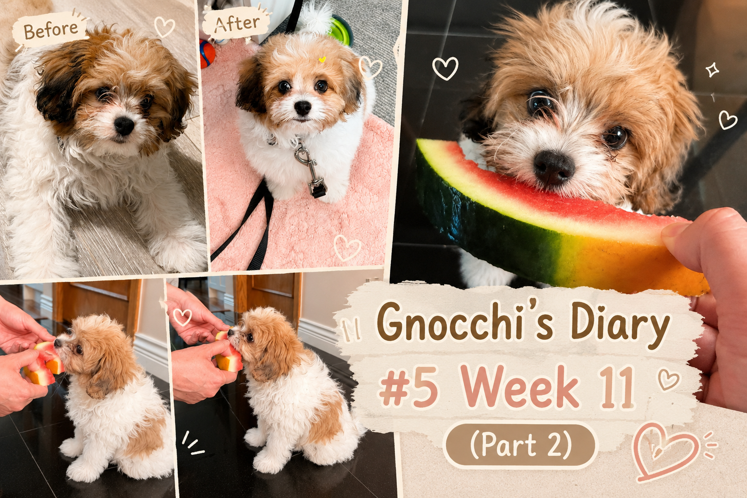 Image of 뇨끼의 성장일기 #5 part2 🤍 Gnocchi's Diary #5 Week 11 (Part 2)
