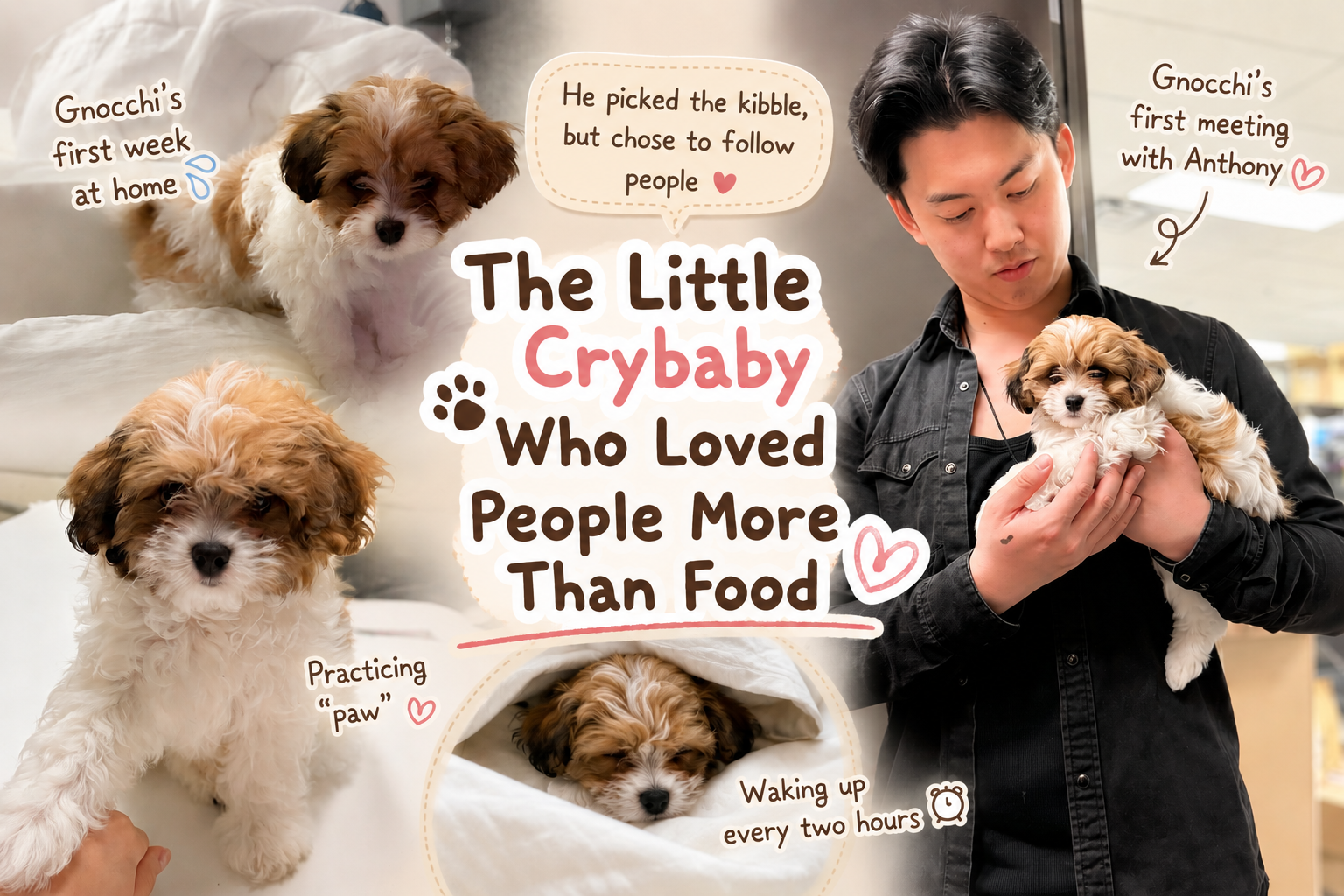 Image of 잠 못 잔 첫 일주일 (8주차) 🤍 Gnocchi's Growth Diary #2 The First Sleepless Week (8 Weeks Old)