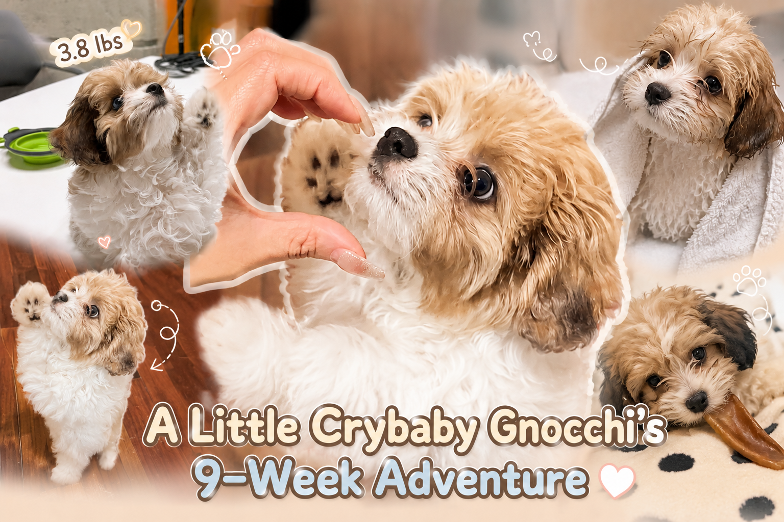 Image of 🤍 뇨끼 성장일기 #3 침대 전쟁과 첫 목욕 (9주차) 🤍 Gnocchi's Growth Diary #3 The Bedtime Battle & First Bath (9 Weeks Old)