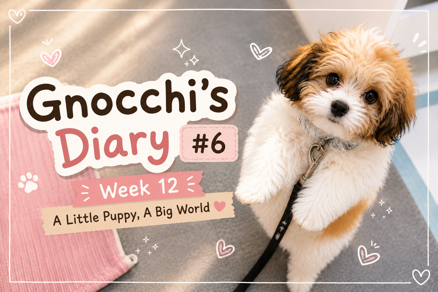 Image of   🤍 뇨끼 성장일기 #6 🤍 Gnocchi's Diary #6 Week 12 — A Little Puppy, A Big World