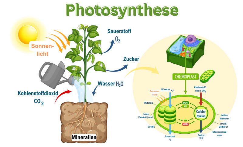 1. **Biologischer Prozess**: Das Schaubild thematisiert den biologischen Prozess der Photosynthese.

2. **Inhalt der Abbildung**: 

Das Schaubild veranschaulicht die Photosynthese bei Pflanzen. 

- Auf der linken Seite sieht man eine Pflanze mit ihren verschiedenen Teilen: Wurzeln, Stamm, Blätter. Beschriftungen weisen auf folgende Inputs und Outputs des Prozesses hin:
  - **Sonnenlicht**: Energiequelle für die Photosynthese.
  - **Kohlendioxid (CO₂)**: Gas aus der Luft, das von der Pflanze aufgenommen wird.
  - **Wasser (H₂O)**: Aufgenommen von den Wurzeln aus dem Boden.
  - **Mineralien**: Ebenfalls aus dem Boden aufgenommen, wichtig für das Wachstum der Pflanze, obwohl sie nicht direkt an der Photosynthese beteiligt sind.
  - **Sauerstoff (O₂)**: Ein Nebenprodukt der Photosynthese, das in die Luft abgegeben wird.
  - **Zucker** (Glukose): Das Produkt der Photosynthese, das als Energiequelle für die Pflanze dient.

- Auf der rechten Seite wird ein Chloroplast, das Organell, in dem die Photosynthese stattfindet, im Detail dargestellt. Dies umfasst:
  - **Thylakoid**: Ort der lichtabhängigen Reaktionen, die durch Sonnenlicht angetrieben werden.
  - **Grana (Thylakoid-Stapel)**: Stapel von Thylakoid-Membranen.
  - **Stroma**: Flüssiger Bereich innerhalb des Chloroplasten, wo der Calvin-Zyklus stattfindet.
  - **Calvin-Zyklus**: Prozess, durch den CO₂ in Zucker umgewandelt wird, auch als lichtunabhängige Reaktion bekannt.
  - **ATP** und **NADPH**: Energie- und Elektronenträger, die in den lichtabhängigen Reaktionen produziert und im Calvin-Zyklus verwendet werden.
  - Eingeschlossene Beschriftungen erklären die Transport- und Umwandlungswege von Wasser und CO₂ zu Zucker und Sauerstoff.

Das Schaubild bietet eine umfassende und detaillierte Übersicht über den Prozess der Photosynthese inklusive der Beteiligung von äußeren Faktoren (Licht, Wasser, CO₂), der chemischen Umwandlungen innerhalb der Pflanze, und spezifizierte Rollen der Strukturen innerhalb des Chloroplasten.