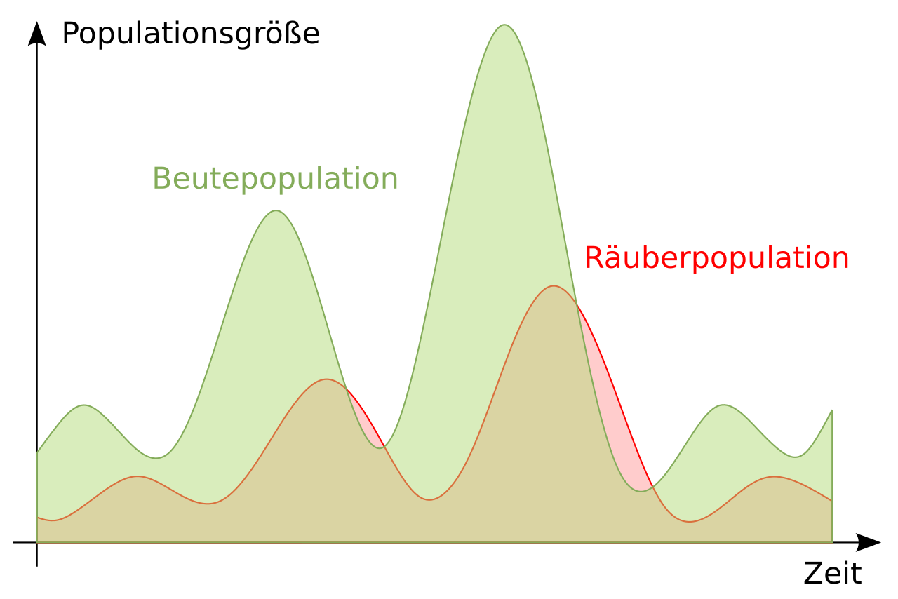 1. **Biologisches Thema:**
Das Schaubild thematisiert die Populationsdynamik zwischen einer Beute- und einer Räuberpopulation, auch bekannt als Räuber-Beute-Beziehung. Dieses Thema befasst sich mit der Wechselwirkung zwischen zwei miteinander verbundenen Populationen, bei der die Räuberpopulation von der Beutepopulation abhängig ist.
2. **Inhalt der Abbildung:**
Die Abbildung zeigt zwei Kurven, die die Populationsgrößen über die Zeit darstellen. Die grüne Fläche repräsentiert die Beutepopulation, während die rote Linie die Räuberpopulation darstellt.
- Zu Beginn sieht man eine Zunahme der Beutepopulation, gefolgt von einem Anstieg der Räuberpopulation.
- Es folgt ein Rückgang der Beutepopulation, was zu einem verzögerten Rückgang der Räuberpopulation führt.
- Dieser Zyklus wiederholt sich mehrmals, wobei die Spitzen der Räuberpopulation immer nach den Spitzen der Beutepopulation auftreten. Dies demonstriert die typische Wellenbewegung der Räuber-Beute-Dynamik, bei der die Größe der Räuberpopulation der der Beutepopulation folgt, aber zeitlich versetzt ist.