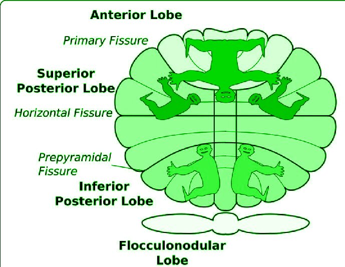 Homunculi cerebellum