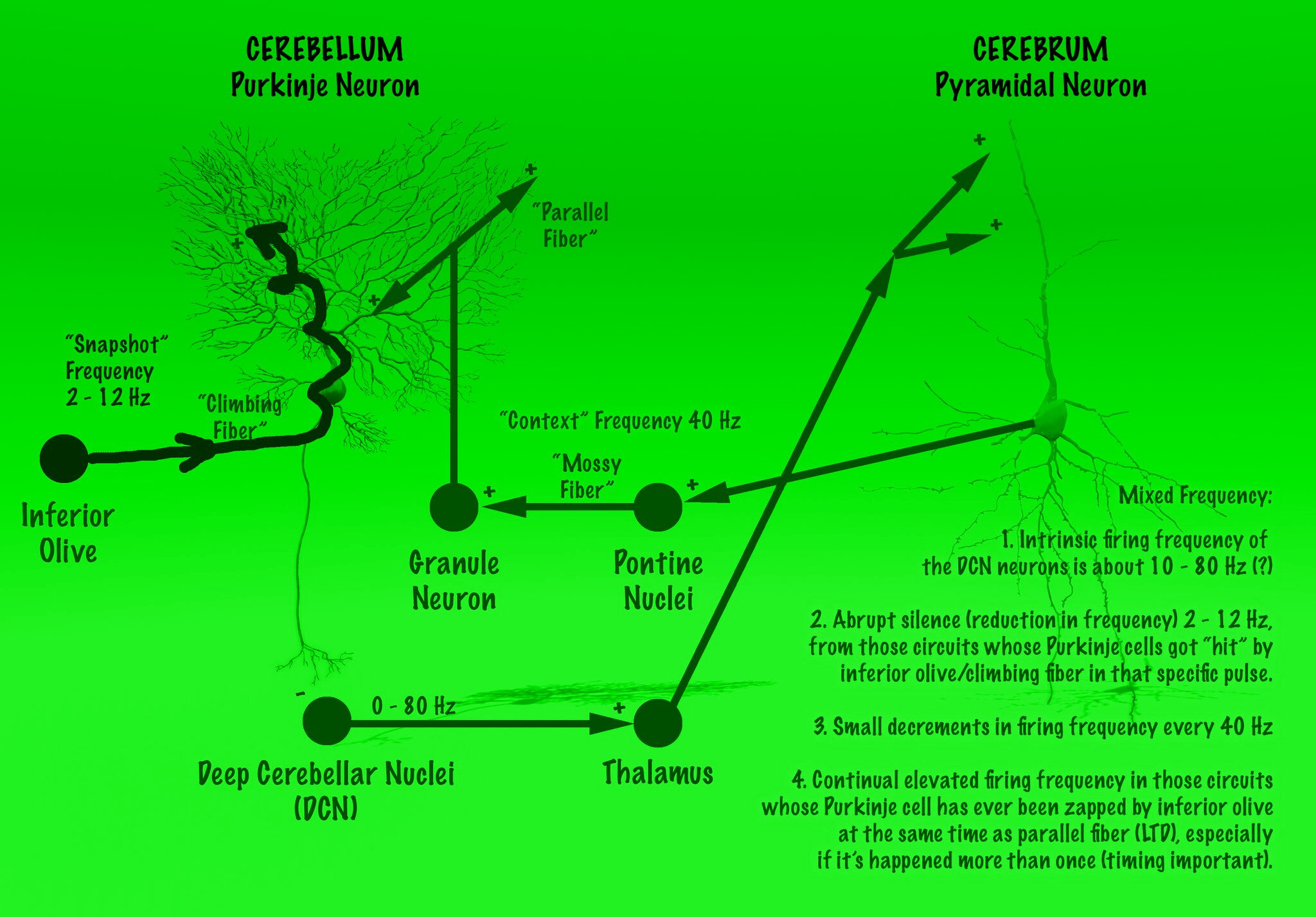 CerebroCerebellar Loop