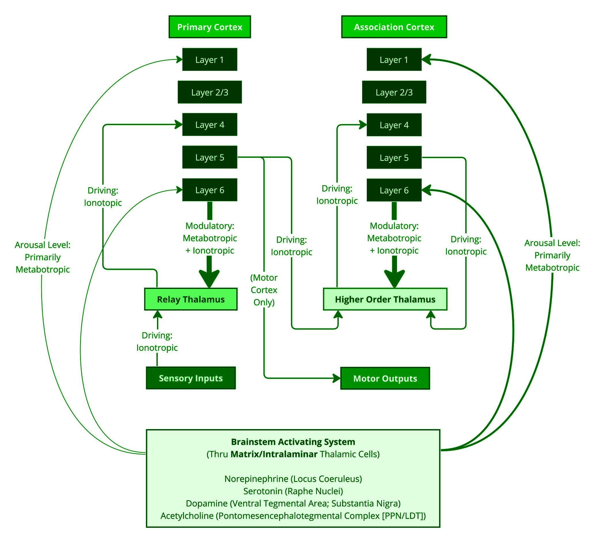 Thalamocortical circuit specific and nonspecific