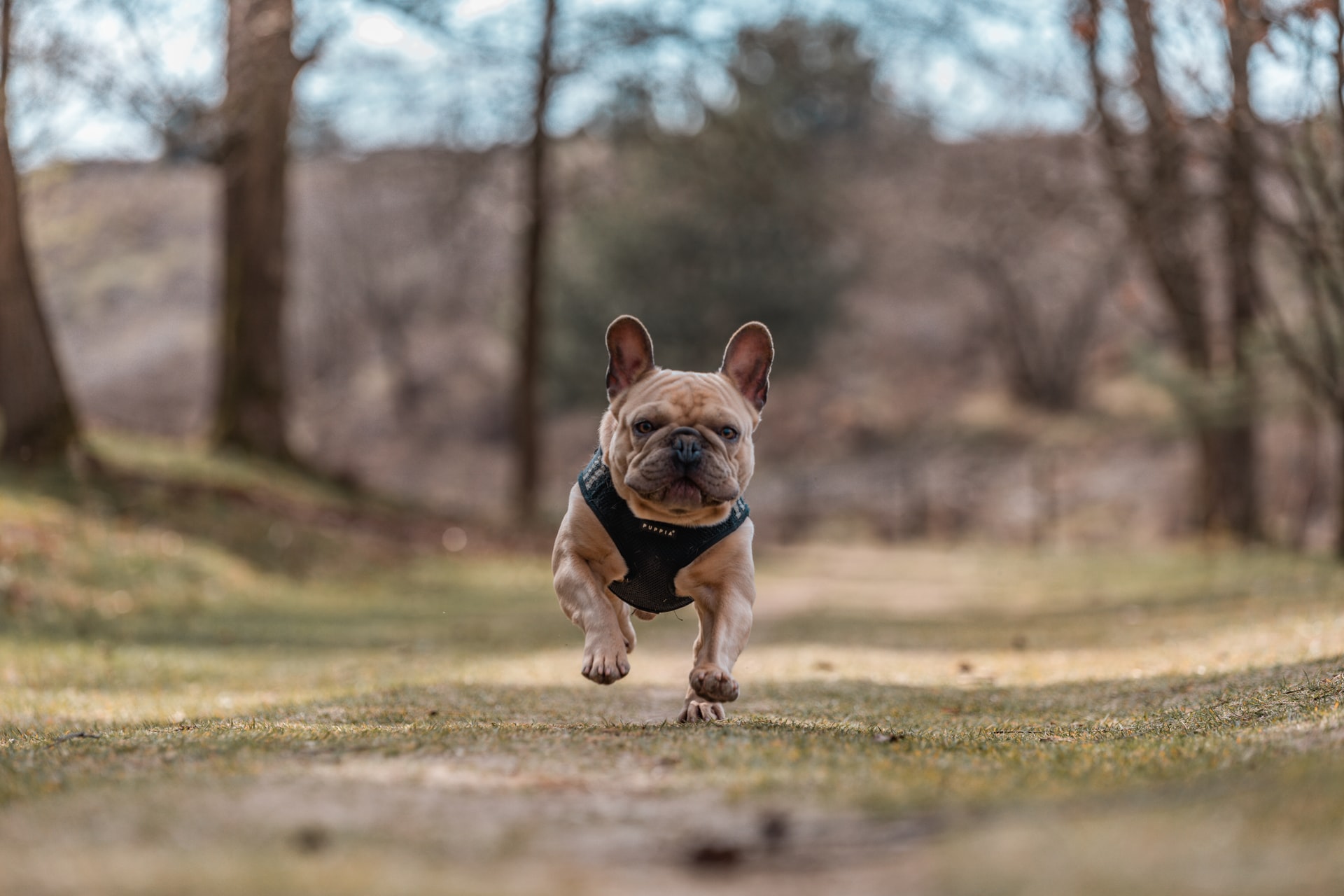 How to leave a small dog unattended in a large garden How to leave a small dog unattended in a large garden