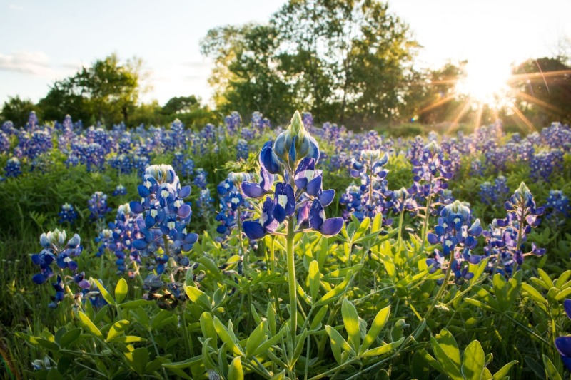 Online Therapy in Texas therapy