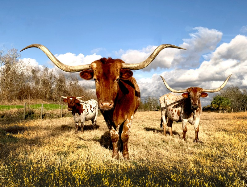 Online Therapy in Texas therapy session