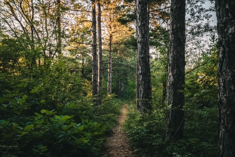 A narrow forest path winding between tall pines with golden evening light