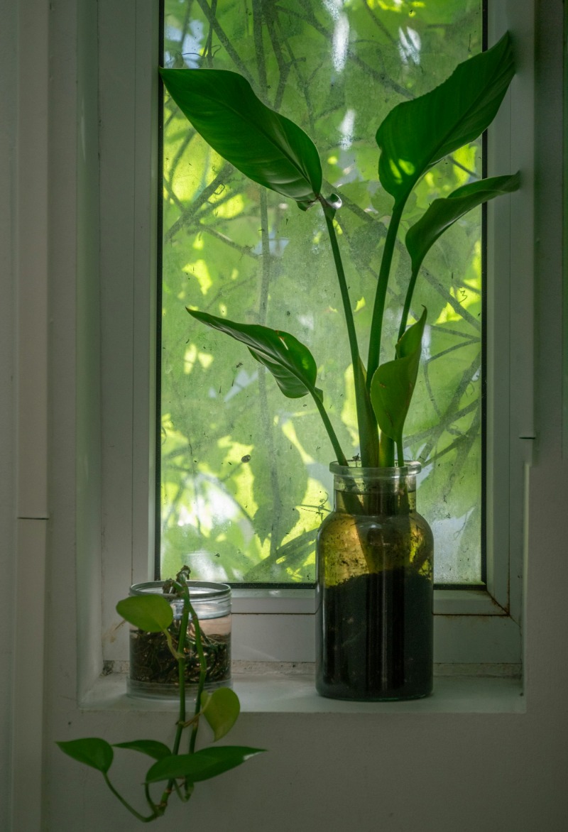 A leafy plant in a glass vase on a sunlit windowsill