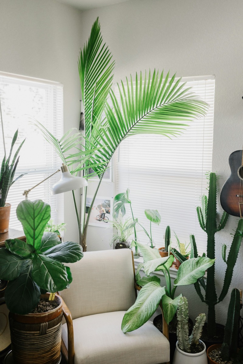 A bright corner of a room filled with houseplants
