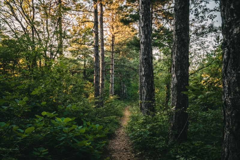 A sunlit path winding through a dense green forest