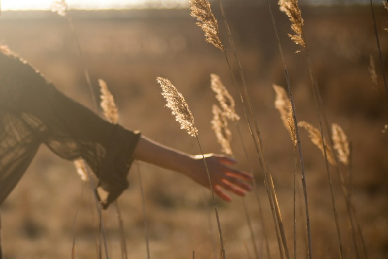 A hand brushing through tall grass at golden hour