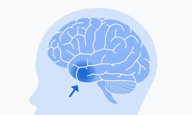 Size of the brain cell