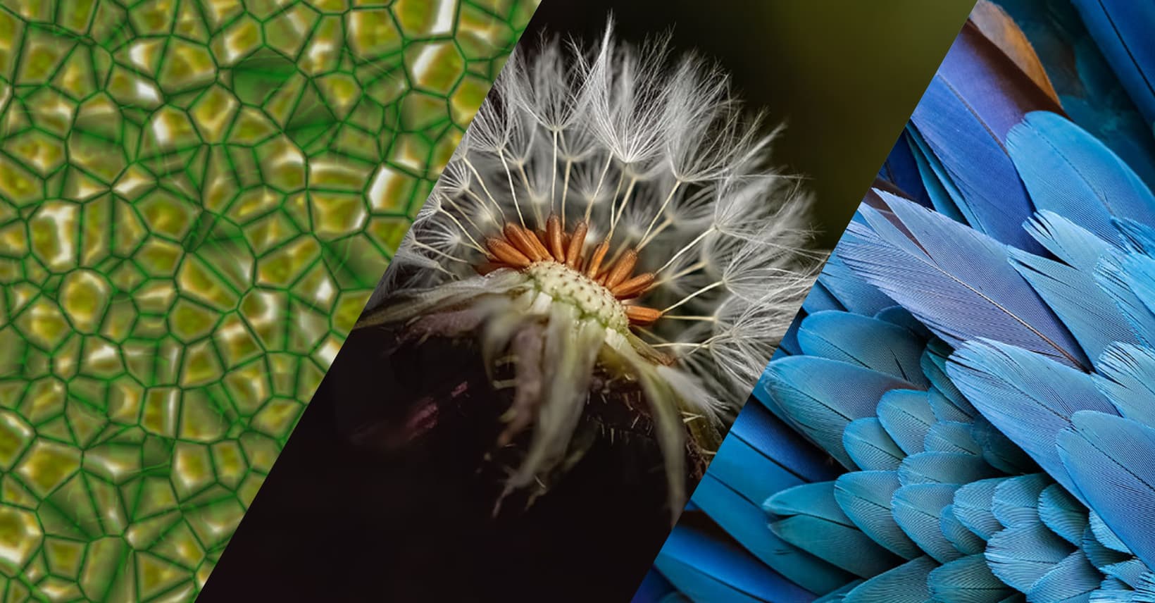Biomimicry research showing natural structures