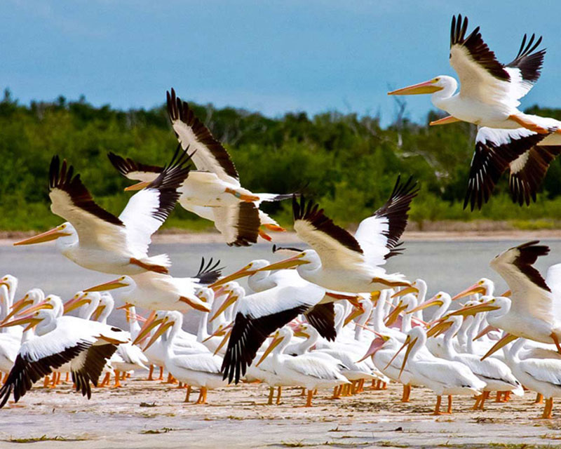 Contoy Bird Sanctuary Gallery
